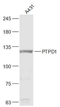 PTPD1 Rabbit Polyclonal Antibody