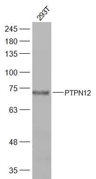 PTPN12 Rabbit Polyclonal Antibody