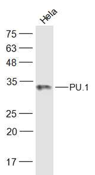 PU.1/Spi1 Rabbit Polyclonal Antibody