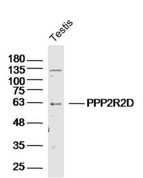 PPP2R2D Rabbit Polyclonal Antibody