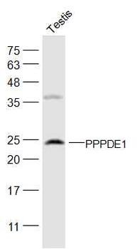 PPPDE1/FAM152A Rabbit Polyclonal Antibody