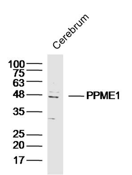 PPME1 Rabbit Polyclonal Antibody