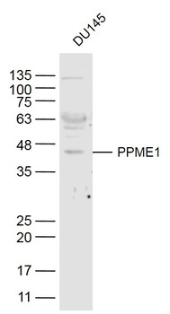 PPME1 Rabbit Polyclonal Antibody