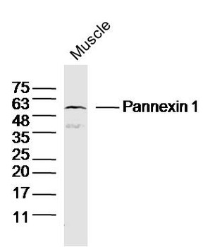 Pannexin 1 Rabbit Polyclonal Antibody