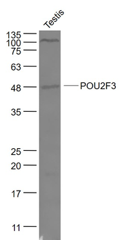 POU2F3 Rabbit Polyclonal Antibody