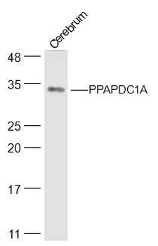 PPAPDC1A Rabbit Polyclonal Antibody