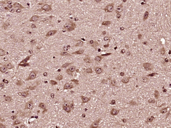PPIC Rabbit Polyclonal Antibody