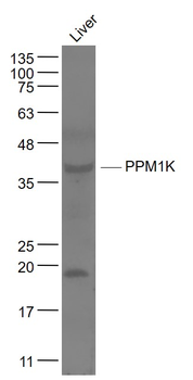 PPM1K Rabbit Polyclonal Antibody