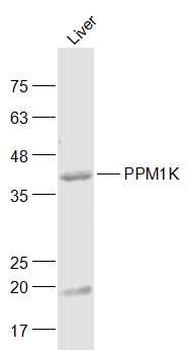PPM1K Rabbit Polyclonal Antibody