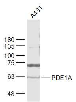 PDE1A Rabbit Polyclonal Antibody