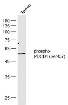 Phospho-PDCD4 (Ser457) Rabbit Polyclonal Antibody