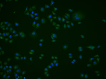 Phospho-PDCD4 (Ser67) Rabbit Polyclonal Antibody