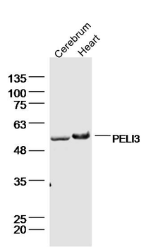 PELI3 Rabbit Polyclonal Antibody