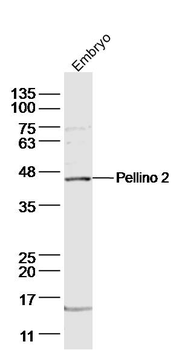 Pellino 2 Rabbit Polyclonal Antibody