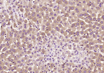 PEX13 Rabbit Polyclonal Antibody