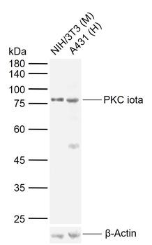 PKC iota Rabbit Polyclonal Antibody