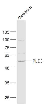 PLD3 Rabbit Polyclonal Antibody