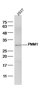 PMM1 Rabbit Polyclonal Antibody