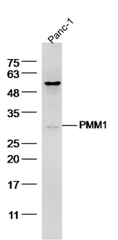 PMM1 Rabbit Polyclonal Antibody