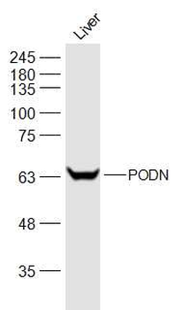 PODN Rabbit Polyclonal Antibody