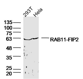 RAB11-FIP2 Rabbit Polyclonal Antibody