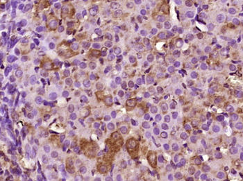 RASL12 Rabbit Polyclonal Antibody