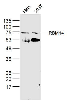 RBM14 Rabbit Polyclonal Antibody