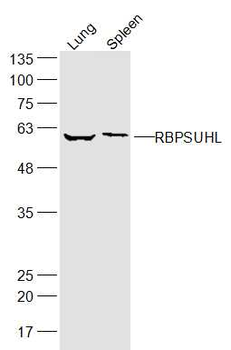 RBPSUHL Rabbit Polyclonal Antibody