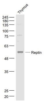 Reptin/TIP49B/RUVB2 Rabbit Polyclonal Antibody