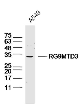 RG9MTD3 Rabbit Polyclonal Antibody