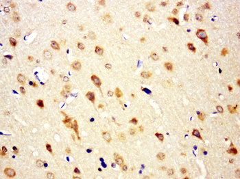RGS13 Rabbit Polyclonal Antibody