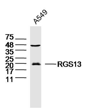 RGS13 Rabbit Polyclonal Antibody