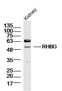 RHBG Rabbit Polyclonal Antibody