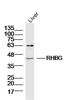 RHBG Rabbit Polyclonal Antibody