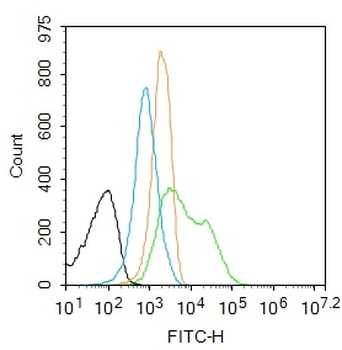 RUNX2 Rabbit Polyclonal Antibody