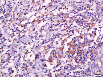 Sarcalumenin Rabbit Polyclonal Antibody