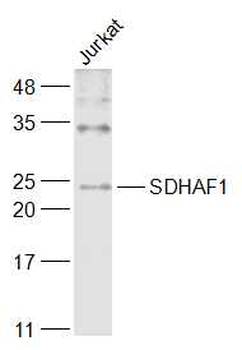 SDHAF1 Rabbit Polyclonal Antibody