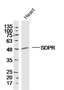 SDPR Rabbit Polyclonal Antibody