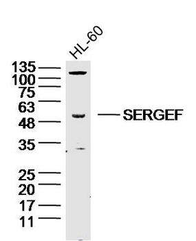 SERGEF Rabbit Polyclonal Antibody