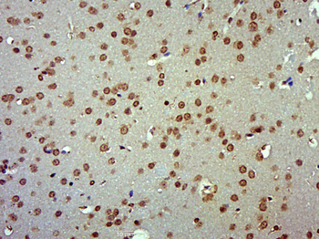 SF3B3 Rabbit Polyclonal Antibody