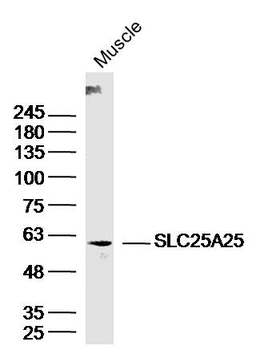 SLC25A25 Rabbit Polyclonal Antibody