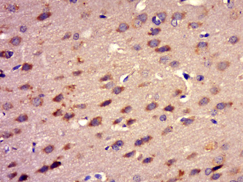 SLC2A13 Rabbit Polyclonal Antibody