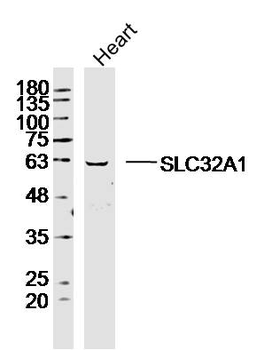 SLC32A1 Rabbit Polyclonal Antibody