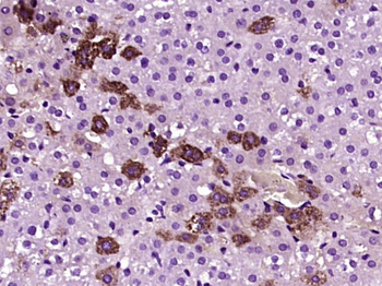 SLC47A1 Rabbit Polyclonal Antibody