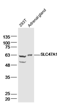 SLC47A1 Rabbit Polyclonal Antibody