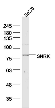 SNRK Rabbit Polyclonal Antibody