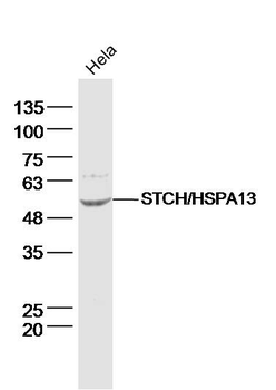 STCH/HSPA13 Rabbit Polyclonal Antibody