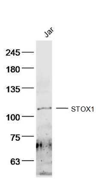 STOX1 Rabbit Polyclonal Antibody