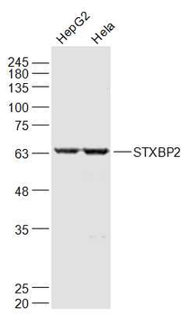 STXBP2 Rabbit Polyclonal Antibody
