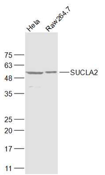 SUCLA2/Renal carcinoma antigen NYREN39 Rabbit Polyclonal Antibody